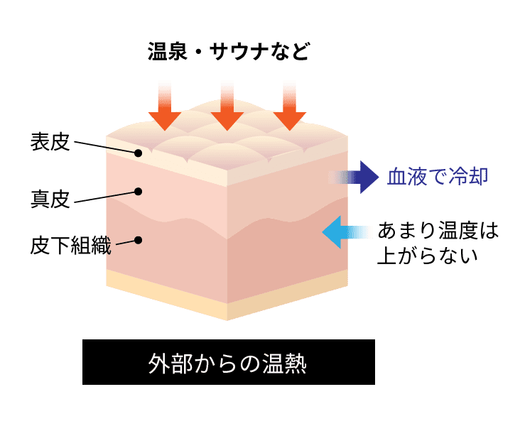 皮膚断面図で温泉・サウナなど外部からの温熱の効果を示した図。血液で冷却され、皮下組織ではあまり温度は上がらない